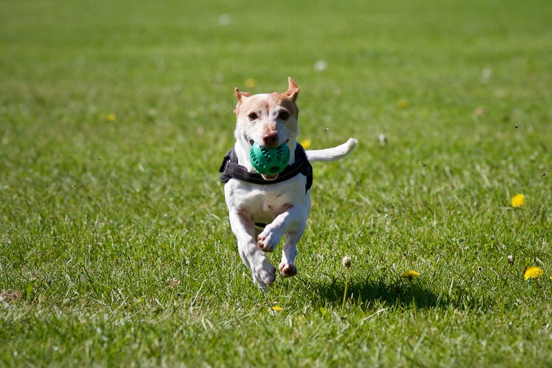 Dog & Cat Boarding in Baytown, TX